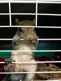 Squirrel in a cage