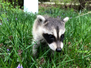 Raccoon in grass