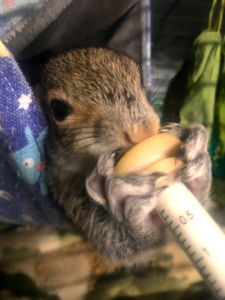 feeding a squirrel